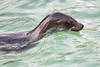 Seeschlange ähnliches Raubtier Monster in Wasser schwimmende Bestie mit langer Hals wie Schlange