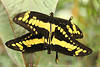 Ritterfalter Paarung der Schmetterlinge in Bild Papilio thoas gelbschwarz Falterpaar