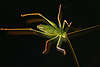 1104571_ Heuschrecken Tierportraits: Fotokunst & Fotodesign in Insekten Makrofotos kleiner Schrecken