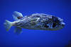 Stachelschweinfisch schwimmend in Blauwasser Fischexote seitliches Portrait