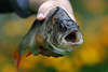 608205_ Barschmaul Maul Foto in Fischers Hand Flussbarsch Perca fluviatilis Süsswasserfisch Raubfisch