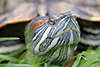 Sumpfschildkröten Kopf Teichschildkröte Grossbild vor Panzer Maul