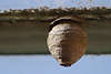 701774_Lehmwespen kugelförmiger Nest Bruthaus Foto am Dach hängen Kokon mit Loch