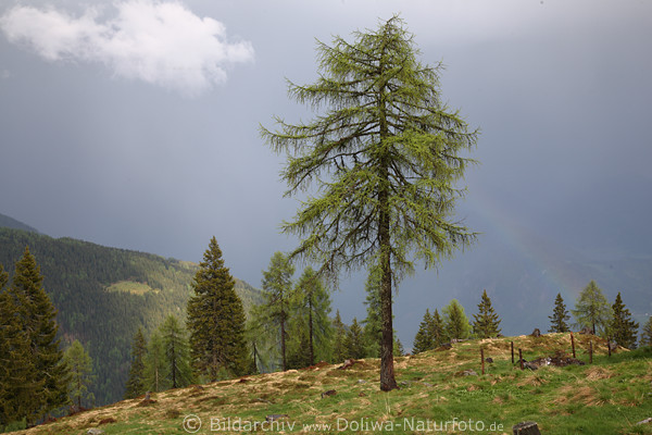 BergAlm Landschaft nach Gewitter Regenbogen grüne Bäume