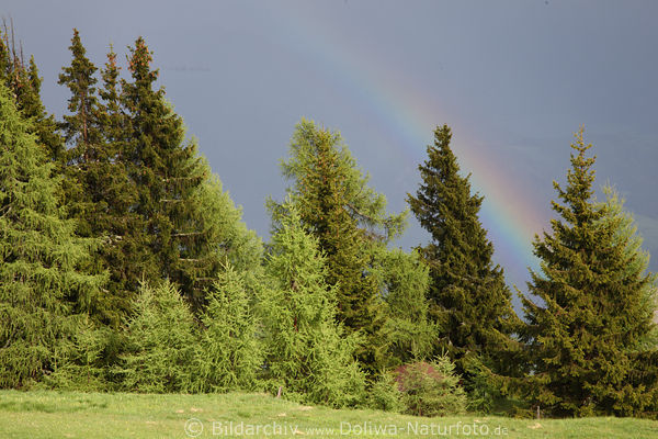 Regenbogen über Grünbäume in Sonne nach Gewitter Wetterumschwung
