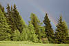 Regenbogen Foto Fichten Grünbäume Naturstimmung nach Gewitter in Alpen Wolkennebel