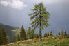 EmbergerAlm Bäume Gewitter Stimmung Naturbild Grünbäume Regenbogen Sonne Wolkennebel Foto über Alpental