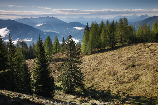 Alm Bäume Naturbild vor Gailtaler Bergkamm Julische Alpenpanorama mit Triglav Gipfel in Slowenien