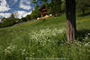 1202213_Frühling auf Gnoppnitzer Berghang Grünwiese Weissblümchen im Gras um Baumstamm Foto