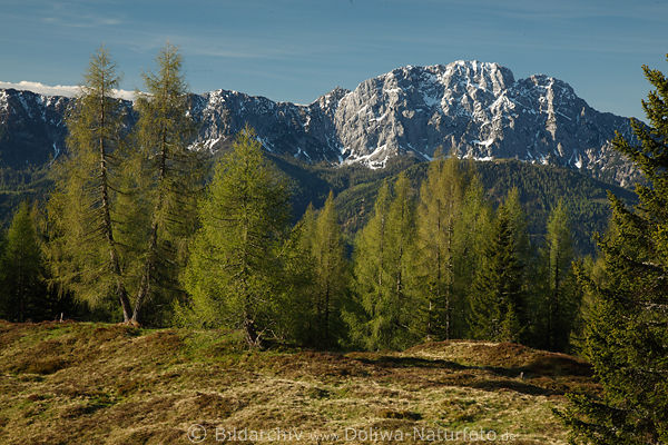 Reißkofel Berg über Alm Frühling Lärchen grüne Natur