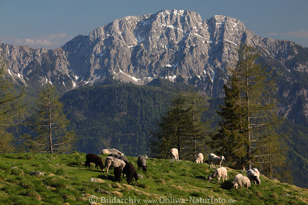 Reißkofel Alpenpanorama über Schafherde