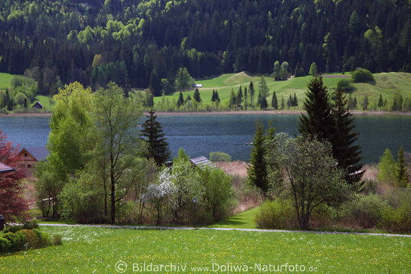 Weissensee Naturufer in Gatschach grüner Frühling Wiesenblüte
