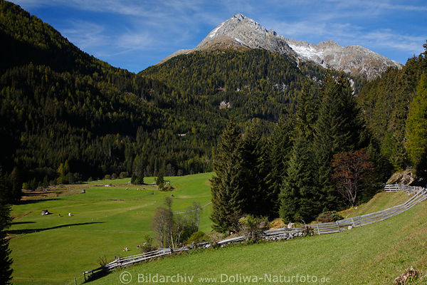 Defereggental Foto: grüne Bergwiese, Alm-Weide Wälder am Hang Landschaft Naturbilder