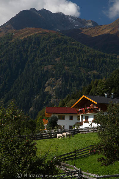 Obermauern Dorfidylle Naturfoto Schafe Grünwiese Holzzäune vor Häusle unter Berggipfel Alpen Osttirol