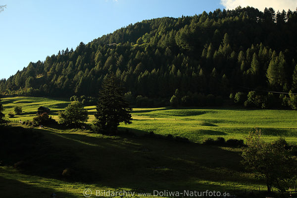 Virgental Grünwiesen Bergwald Naturfoto bei Obermauern Grünoase Osttirols saftiger Bergland
