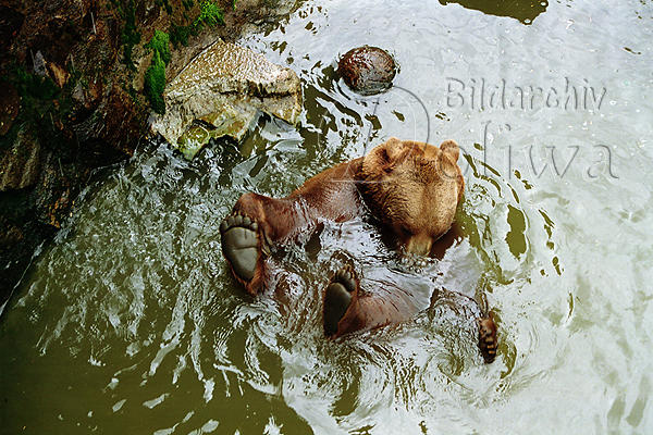 Wildpark Verleiten badender Bär im Bachwasser Attraktion Tierpark-Besuch