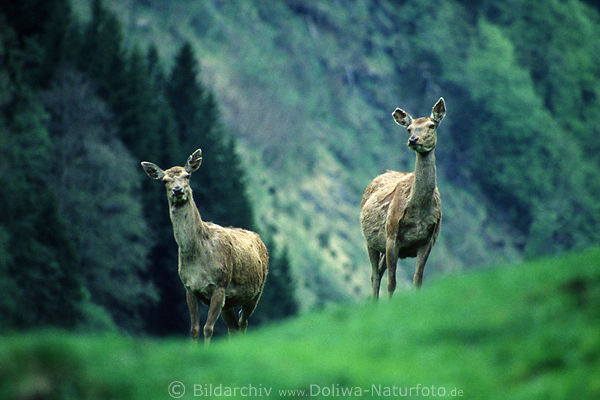Wildpark Verleiten Hirsche-Paar auf Berghügel Freigehege 