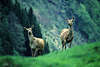 Wildpark Verleiten Hirsche-Paar auf Berghügel Freigehege 