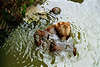 Wildpark Verleiten badender Bär im Bachwasser Foto Attraktion Tierpark-Besuch