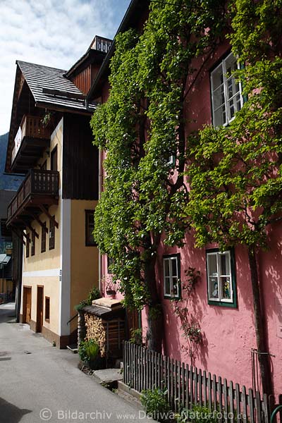 Hallstatt urige Bürgerhäuser holziges Dekor bunte Hauswand flach dicht bewachsen mit Baumblätter