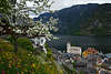 Obstbaumblüte & Wiesenblumenblüte in Hallstatt Frühlingsfoto Erlebnisreise in Berge am Wasser