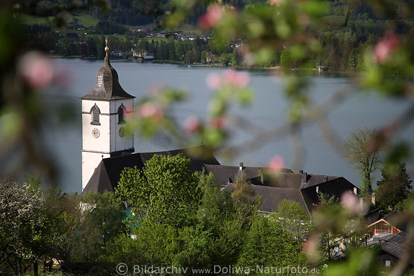 Apfelblüte Frühling über Sankt Wolfgang Kirchturm Dächer See Wasserblick