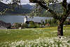 105444_Frühling am Wolfgangsee Fotos Obstbaum-Wiesenblüte im malerischen St. Wolfgang Seeblick