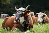 Almabtrieb Foto Vieh-Schmuck an Stirn geschmückte Kühe mit Glocken um Hals