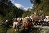 Almabtrieb Kuhherde auf Bergstrasse Kuhabtrieb in Gaistal