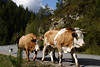 811078_ Almabtrieb Bild aus Tirol: Kühe in Marsch von Almweiden in Gaistal, dahinter Hund des Schäfers Foto