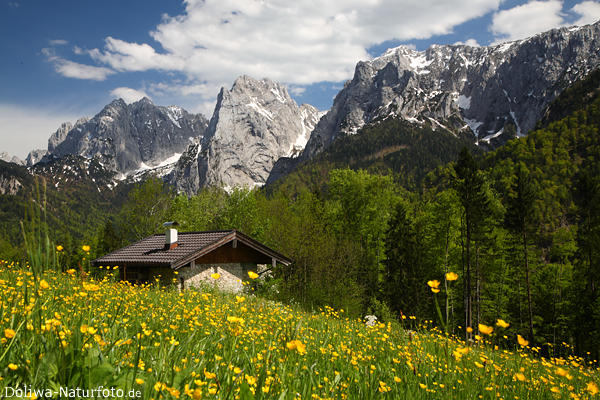 Alpen-Frühling Naturbild Berglandschaft Kaisergebirge Blumenwiese Felsengipfel Schneereste grünes Tal