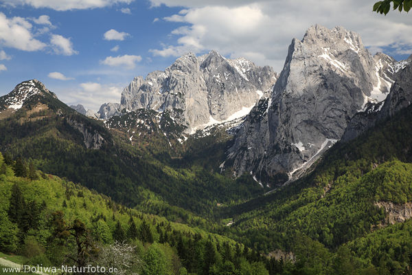Alpen Gipfel Bergtal Kaisergebirge Natur Felsen Frühling Schneereste Wälder