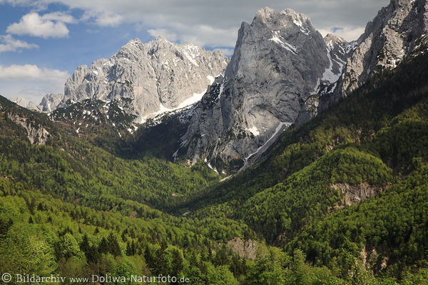 Alpenlandschaft Kaisergebirge Natur Berggipfel Felsen Frühling Schnee grünes Tal Canyon