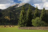 Ehrwalder Moos Grünwiesen Bäume am Zaun unter Daniel Berg Foto Tirol Berglandschaft Naturbild