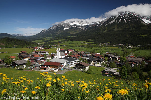 Ellmauer Dorf Talpanorama Bild Alpenblumen Frühlingsblüten am Wilder-Kaiser
