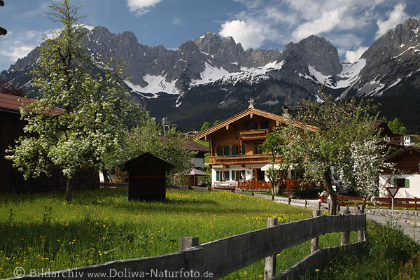 Bergdorf Going Garten-Idylle am Wilder Kaiser Frühlingsblüte in Tirol Urlaub unter Gipfel Panorama