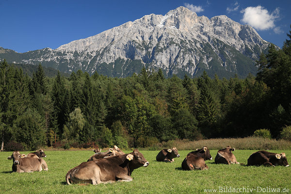 Kuhherde Wildermieminger Plateau Bergwiese Kühe vor Felsmassiv Waldblick