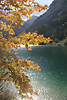 Feldahorn Blätter-Zeige Herbstfarben Gegenlicht-Naturfoto am Bergseeufer
