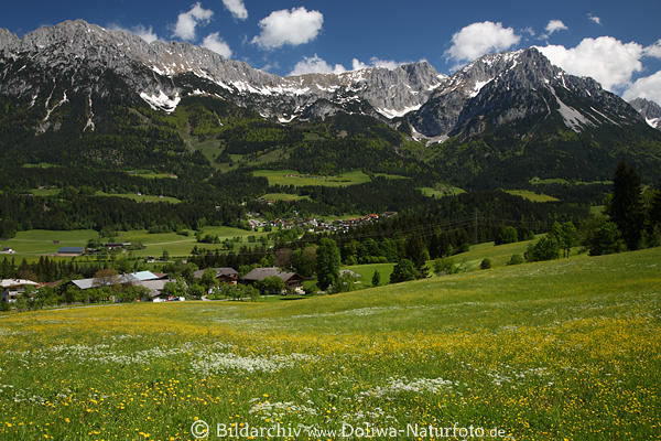 Scheffau in Bergkulisse Wilder-Kaiser  Alpen-Frühling Landschaft Foto über Bärbichl gelb-weiß Blumenwiese