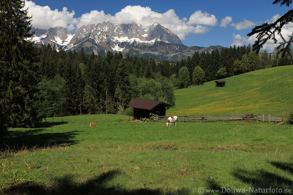 Bergalpe Kuhweide Naturfoto Frühling vor Kaisergebirge Alpengipfel