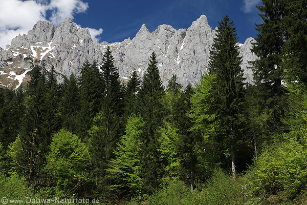 Gipfeln über Bergwald Frühlingsbild grüne Bäume Felspanorama