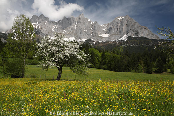 Apfelbaum Frühlingsblüte Blumenwiese Foto vor Wilder Kaiser Berge Panorama Alpenlandschaft Naturbild
