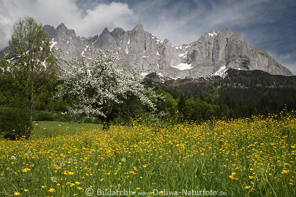 Blühende Bergblumenwiese Wilder Kaiser Felspanorama Apfelblüte Naturbild