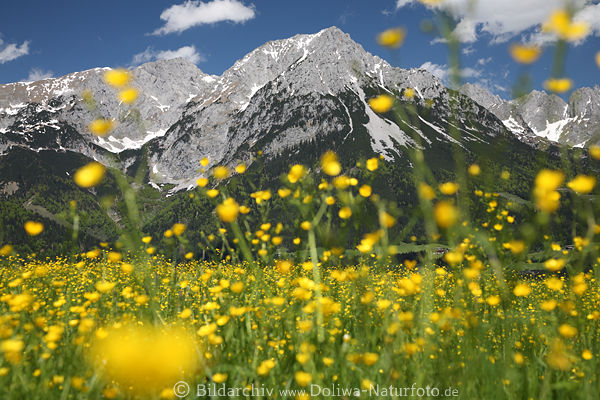 Alpengipfel Bergwiese Blumenblüte Frühling am Wilder-Kaiser Naturbild