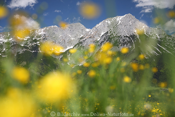 Alpenflora verwischte Blümchen vor Gipfelpanorama Landschaftsfoto gelb Frühlingsblüte Wilder-Kaiser Berge