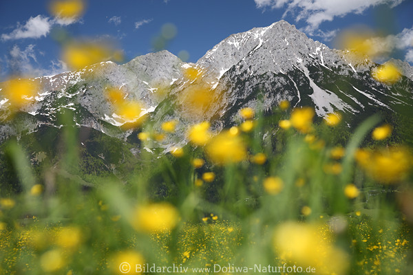 Alpenblümchen gelbe Frühlingsblüte weich unscharf vor Kaiser-Gipfel Bergfelsen Landschaftsfoto