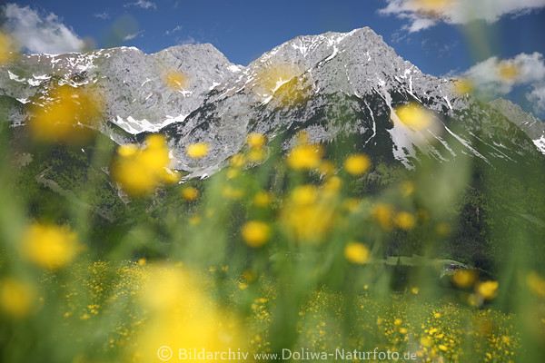 Wilder Kaiser Bergwiese verwischte Blümchen Frühling Gelbblüte Romantik abstrakt Landschaftsfoto