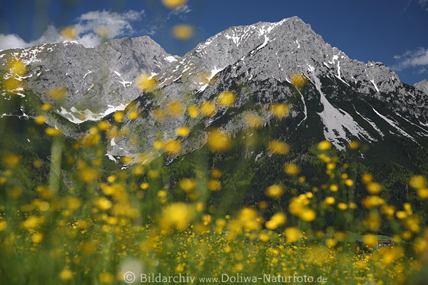 Treffauer Gipfel Landschaftsfoto hinter Alpenblumen Frühlingsblüte über Wilder Kaiser Bauernhof Bild rechts unten