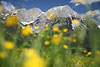 1301181_Wilder Kaiser Bergwiese verwischte Blümchen Frühling Gelbblüte Romantik abstrakt Landschaftsfoto