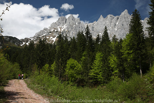 Waldweg mit Wanderer unter Wilder Kaiser Berge Felsmassiv Panorama über grüne Bäume
